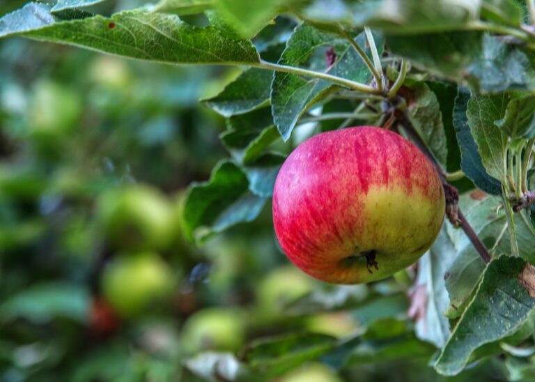 Market Analysis: The Kombucha Industry